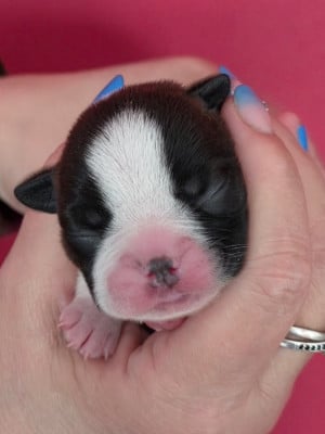 Les chiots de Boston Terrier