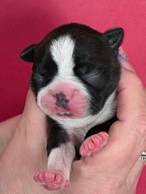 Les chiots de Boston Terrier