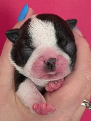 Les chiots de Boston Terrier