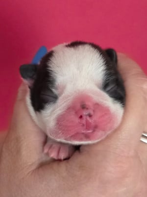 Les chiots de Boston Terrier