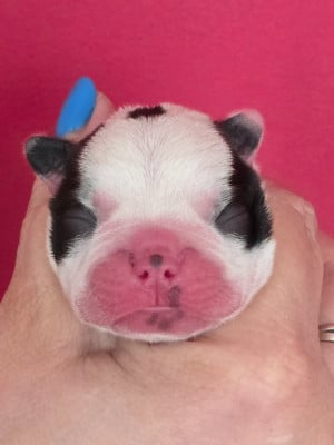 Les chiots de Boston Terrier