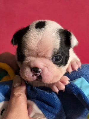 Les chiots de Boston Terrier