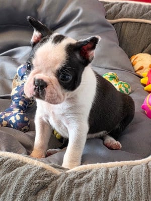 Les chiots de Boston Terrier
