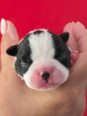 Les chiots de Boston Terrier