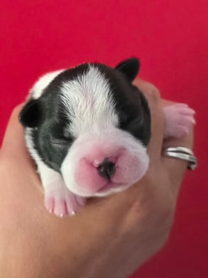 Les chiots de Boston Terrier