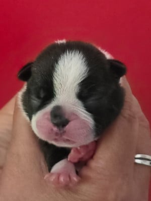 Les chiots de Boston Terrier
