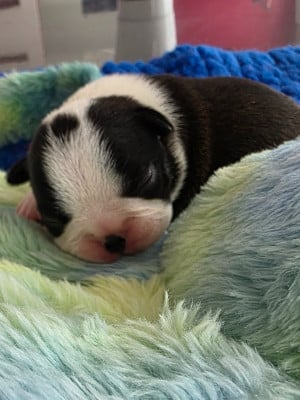 Les chiots de Boston Terrier