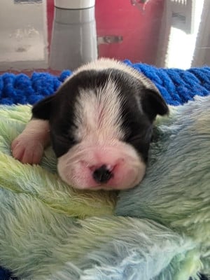 Les chiots de Boston Terrier