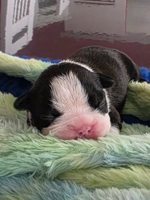 Les chiots de Boston Terrier