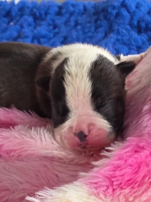 Les chiots de Boston Terrier