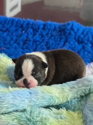 Les chiots de Boston Terrier