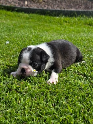Les chiots de Boston Terrier