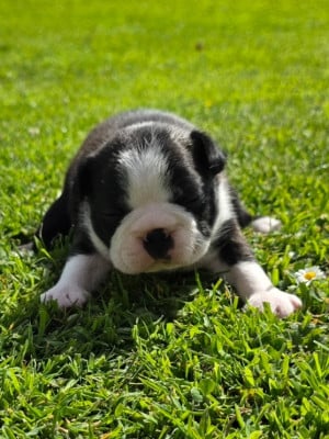 Les chiots de Boston Terrier