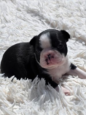 Les chiots de Boston Terrier