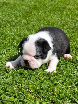Les chiots de Boston Terrier