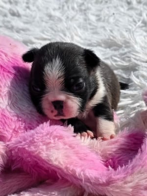 Les chiots de Boston Terrier