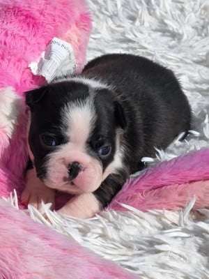 Les chiots de Boston Terrier