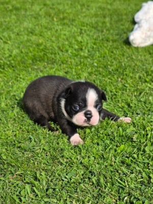 Les chiots de Boston Terrier