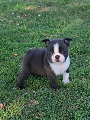 Les chiots de Boston Terrier