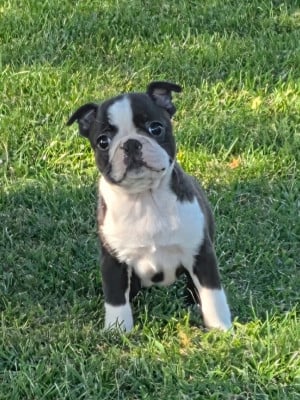 Les chiots de Boston Terrier