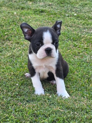Les chiots de Boston Terrier