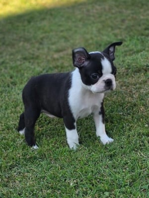 Les chiots de Boston Terrier