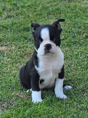 Les chiots de Boston Terrier
