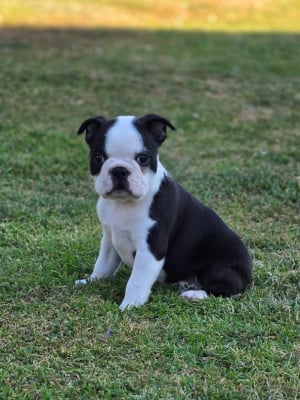 Les chiots de Boston Terrier