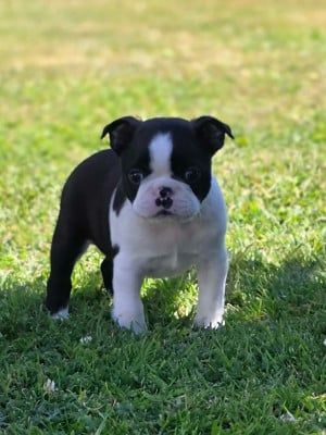 Les chiots de Boston Terrier