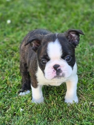 Les chiots de Boston Terrier