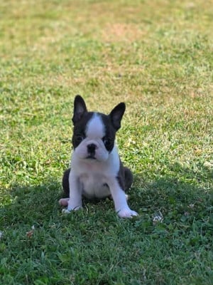 Les chiots de Boston Terrier