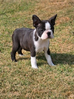Les chiots de Boston Terrier
