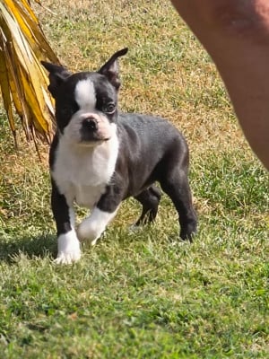 Les chiots de Boston Terrier