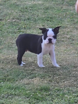 Les chiots de Boston Terrier