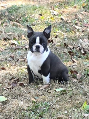 Les chiots de Boston Terrier