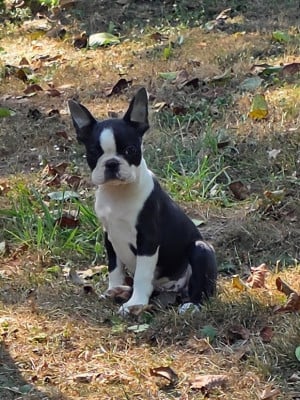 Les chiots de Boston Terrier