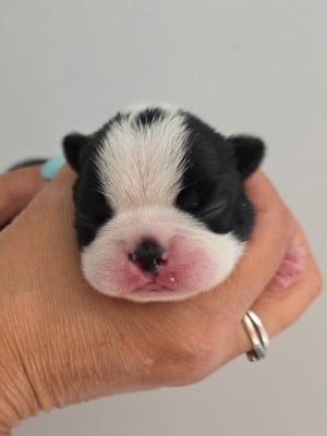 BOOMER - Boston Terrier