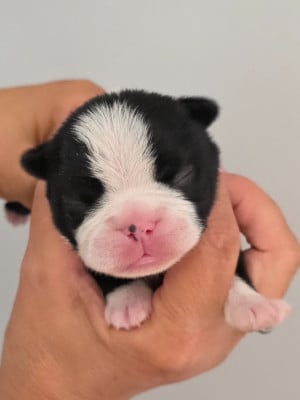 Les chiots de Boston Terrier