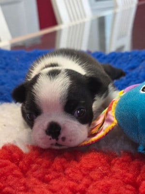Les chiots de Boston Terrier