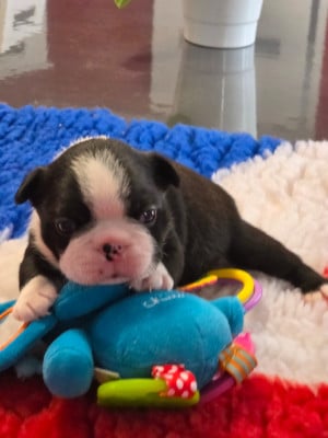 Les chiots de Boston Terrier