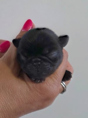 Les chiots de Carlin
