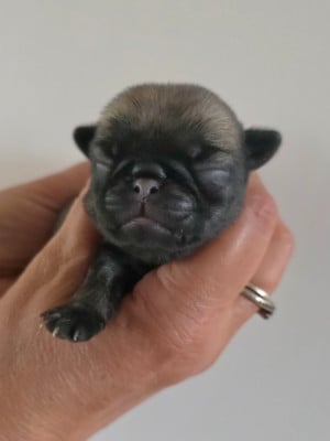 Les chiots de Carlin