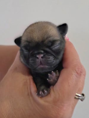 Les chiots de Carlin