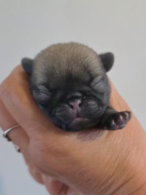 Les chiots de Carlin