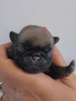 Les chiots de Carlin