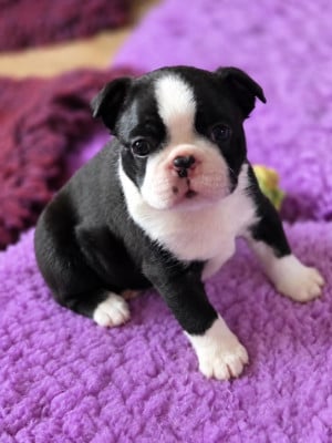 Les chiots de Boston Terrier