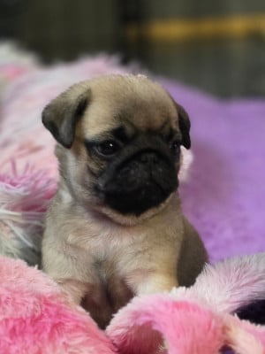 Les chiots de Carlin