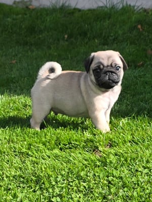 Les chiots de Carlin