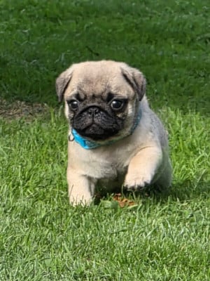 Les chiots de Carlin