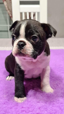 Les chiots de Boston Terrier
